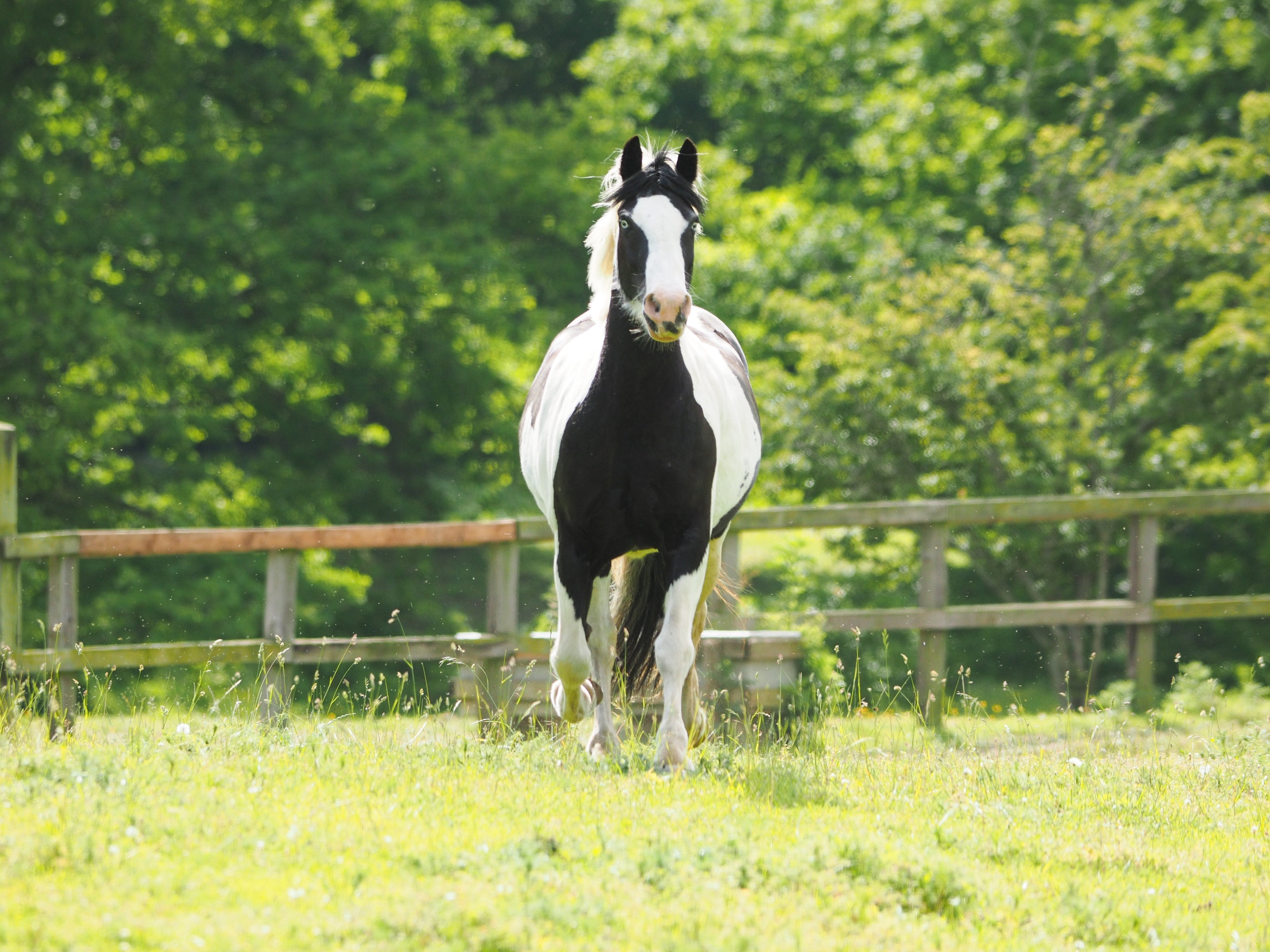 Horse