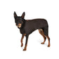 Oilskin Dog Coat