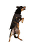 Oilskin Dog Coat